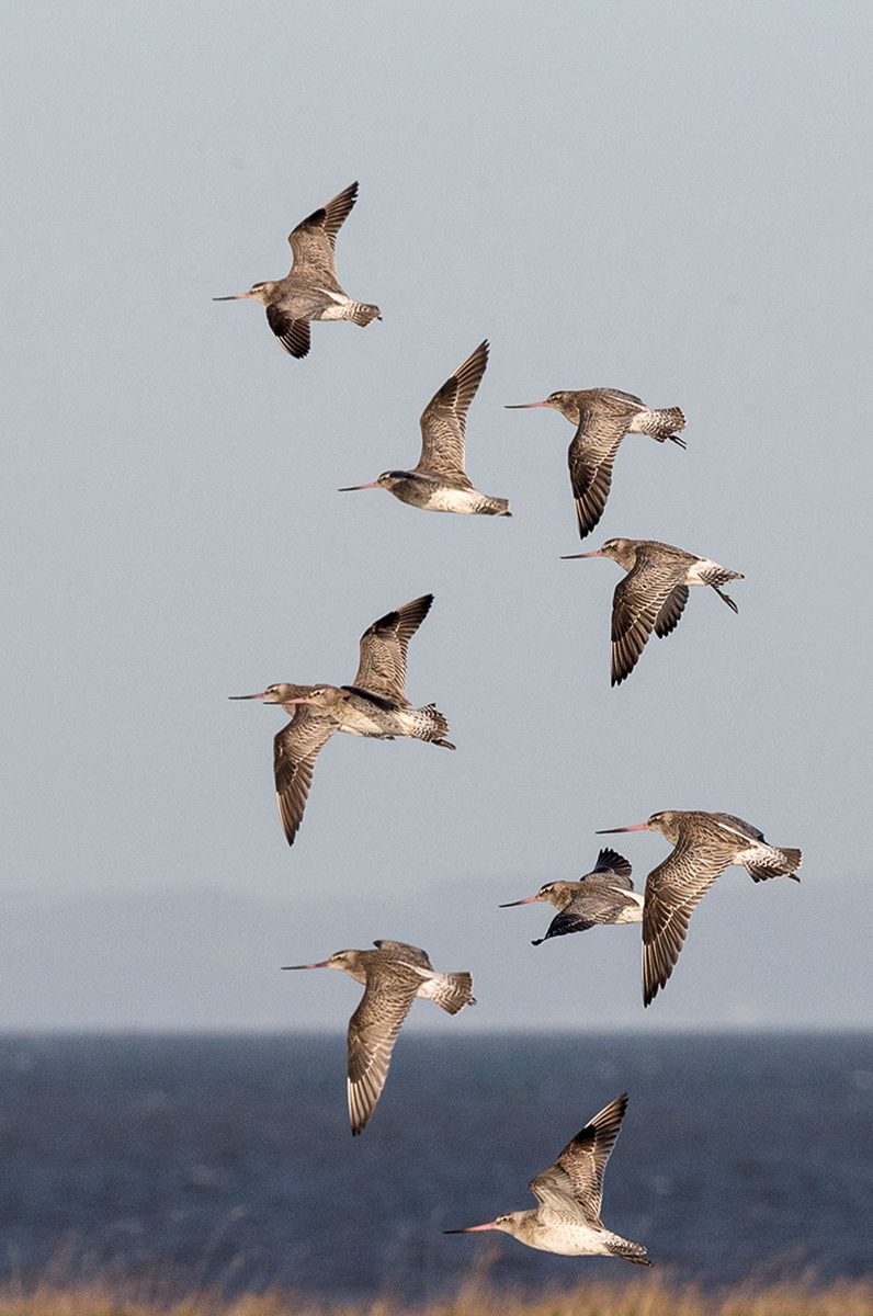 Bar-tailed godwits-4